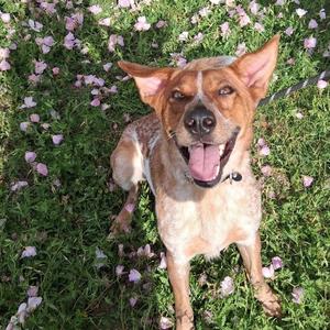 Gunner, Pointer, German Shorthaired, adult, available for adoption