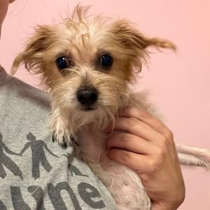 Vanilla, Schnauzer, Miniature, adult, available for adoption