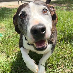 Bingles, Hound, Basset, adult, available for adoption