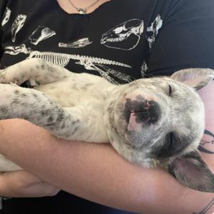 Trigger (Rex), Cattle Dog, adult, available for adoption