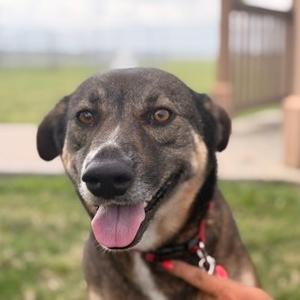 Fraya, Boxer, adult, available for adoption