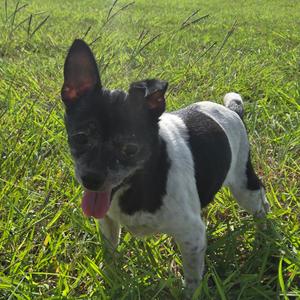 Chaya, Unknown, senior, available for adoption