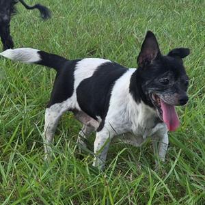 A small black and white dog with its tongue hanging out, standing in green grass.