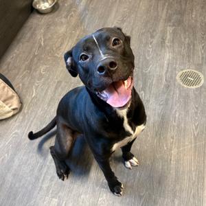 Lola, Terrier, Pit Bull, adult, available for adoption
