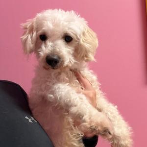 A fluffy white dog being held by a person against a pink background.