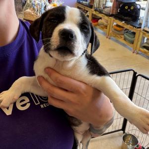 Apple, Mixed Breed (Medium), puppy, available for adoption