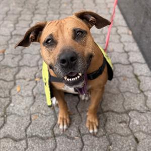 Matilda, Boxer, adult, available for adoption