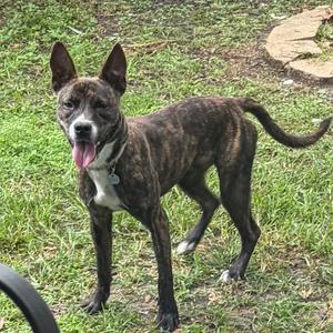 Ember, Mixed Breed (Medium), adult, available for adoption