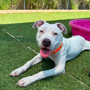 Doodie, Terrier, American Pit Bull, adult, available for adoption
