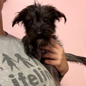A small black dog being held by a person wearing a gray shirt with a graphic design.