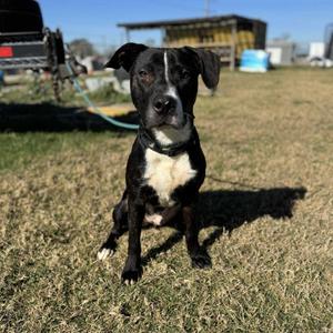 Clyde, Mixed Breed (Medium), adult, available for adoption