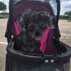 April, Unknown, senior, available for adoption
