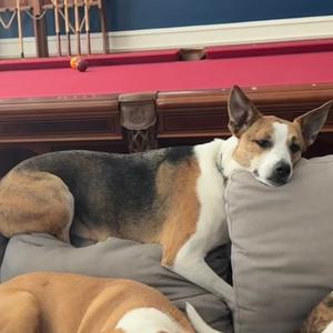 Addison, Cattle Dog, Australian (Red Heeler), adult, available for adoption