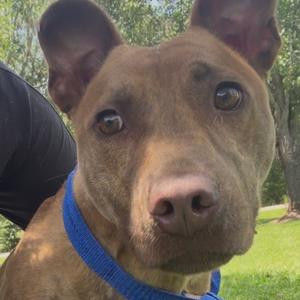 Lyles, Boxer, adult, available for adoption