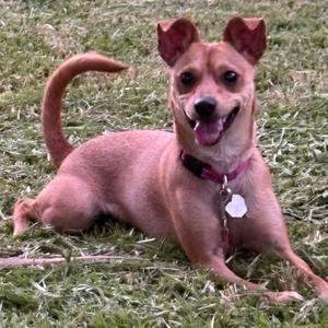 Chloe, Basenji, adult, available for adoption