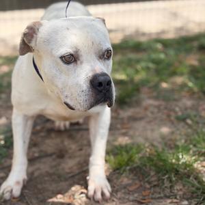 Albus, Terrier, American Pit Bull, adult, available for adoption