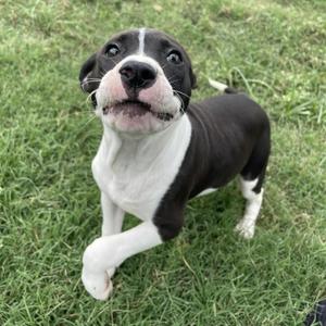 Baxter, Terrier, Pit Bull, adult, available for adoption
