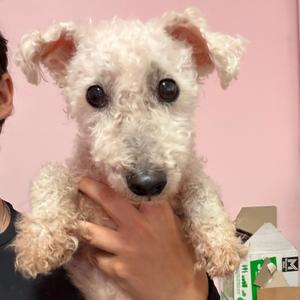 Evis, Poodle, Miniature, adult, available for adoption