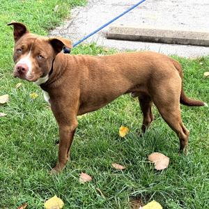 Drake, Terrier, Pit Bull, adult, available for adoption