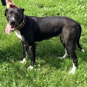 Caroline Belle, Mixed Breed (Medium), adult, available for adoption