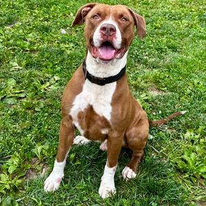 Floyd, Terrier, Pit Bull, adult, available for adoption