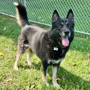 Koda, Shepherd, German, adult, available for adoption