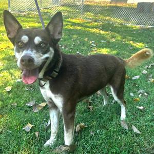 Honey, Husky, adult, available for adoption