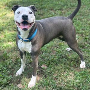 A happy dog with a gray and white coat standing on grass, wearing a blue collar.
