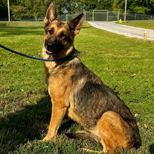 Maggie, Shepherd, German, adult, available for adoption