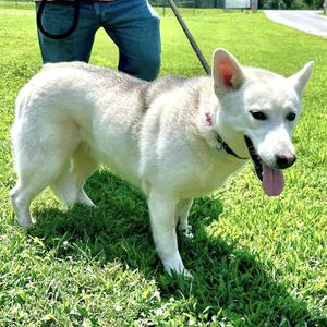 Angel, Husky, adult, available for adoption