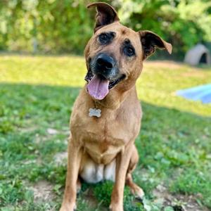 Dixie, Mixed Breed (Large), senior, available for adoption