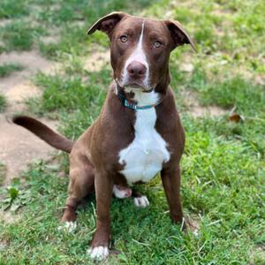Banjo, Terrier, Pit Bull, adult, available for adoption
