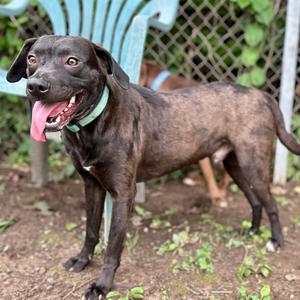 Irving, Mixed Breed (Medium), adult, available for adoption