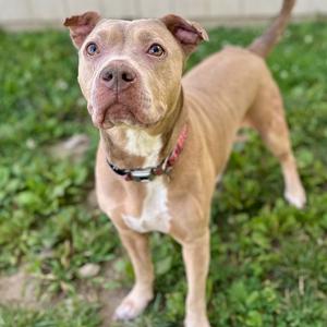 Cinderella, Terrier, Pit Bull, adult, available for adoption
