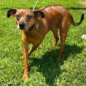 FlapJack, Mixed Breed (Medium), adult, available for adoption