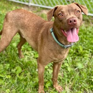 A medium-sized, short-haired brown dog with light brown eyes and its tongue hanging out, standing on grass.