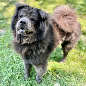 Kuma, Chow Chow, adult, available for adoption