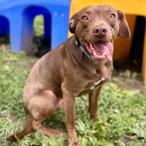 Amarillo, Mixed Breed (Medium), adult, available for adoption