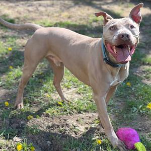 A tan pit bull mix dog with floppy ears and a blue collar stands in a grassy yard with a pink toy at its feet. The dog has its mouth open and appears to be panting happily.