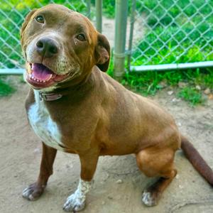 Jamie, Mixed Breed (Large), adult, available for adoption