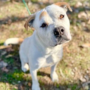 Jose f/k/a Hercules, Bulldog, American, adult, available for adoption
