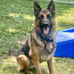 Cease, Shepherd, German, adult, available for adoption