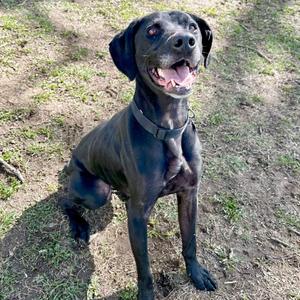 Fang, Retriever, Labrador, adult, available for adoption