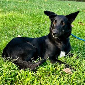 Angelica, Mixed Breed (Medium), adult, available for adoption