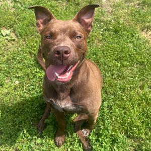 Iris, Mixed Breed (Medium), adult, available for adoption
