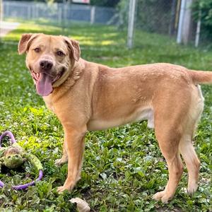 Melman, Mixed Breed (Medium), adult, available for adoption