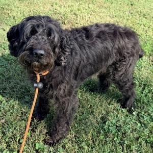 Kane, Retriever, Golden, adult, available for adoption