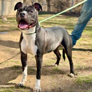 Kim, Mixed Breed (Medium), adult, available for adoption