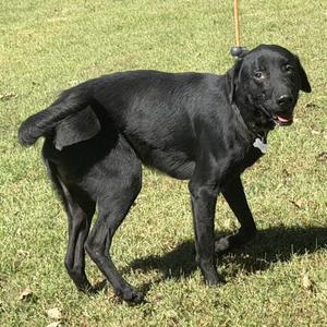 D.J., Retriever, Black Labrador, adult, available for adoption