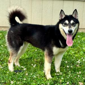 Maleficent, Husky, adult, available for adoption